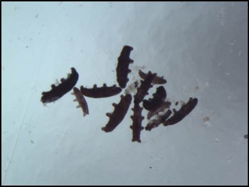 Ciemne niesporczaki z lodowców górskich widziane pod mikroskopem stereoskopowym