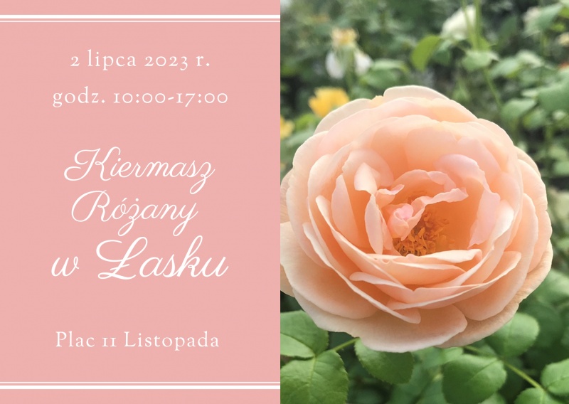 Kiermasz Różany w Łasku | Zapraszamy wystawców